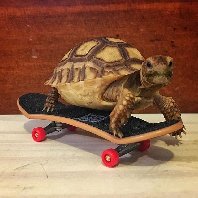 A very cool guy doing cool things on a skateboard.